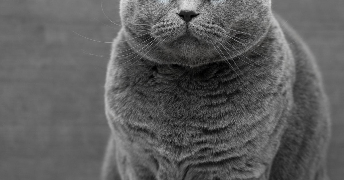 Van aménagé en hiver dans les Alpes suisses enneigées